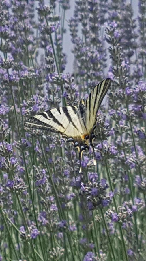 Apartment Lavanda Garden Rab Town Zewnętrze zdjęcie